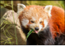 Firefox 28 Menyediakan Patch Keamanan Kritis Kecerdasan Data PlatoBlockchain. Pencarian Vertikal. Ai.