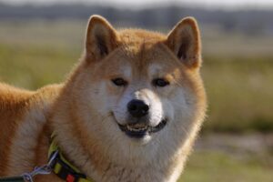 Dogecoin: American Cafe Convenience Store-keten begint deze zomer $DOGE te accepteren PlatoBlockchain Data Intelligence. Verticaal zoeken. Ai.