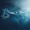 A top Bitcoin whale picked up 3,706 BTC amidst brutal dip, data shows PlatoBlockchain Data Intelligence. Vertical Search. Ai.