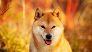 Coinbase Started Giving Away $1.2 Million in DOGE: Report PlatoBlockchain Data Intelligence. Vertical Search. Ai.