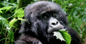 FEG Token – “Her Gorili Besleyecek” Meme Token PlatoBlockchain Veri Zekasını Nereden Satın Alabilirsiniz. Dikey Arama. Ai.