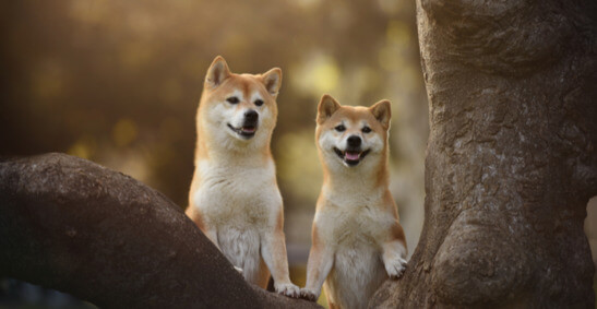 Where to Buy Cryptocurrency Shiba Inu – Time To Buy The Dip? PlatoBlockchain Data Intelligence. Vertical Search. Ai.