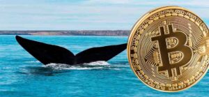 Bitcoin Whales накопичують BTC, додають 60 тисяч біткойнів за день PlatoBlockchain Data Intelligence. Вертикальний пошук. Ai.