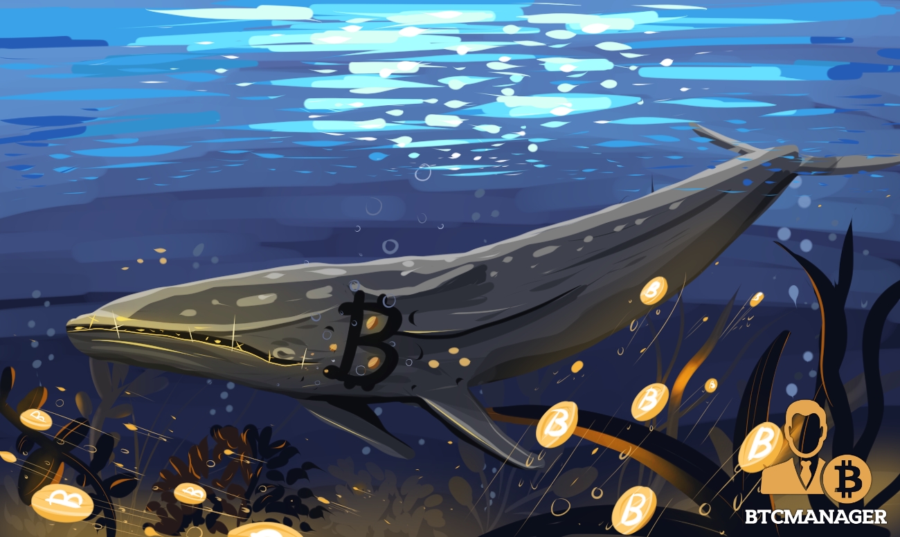 نهنگ‌های بیت‌کوین علی‌رغم ابهامات بازار، هوشیاری داده‌های پلاتوبلاکچین. جستجوی عمودی Ai.