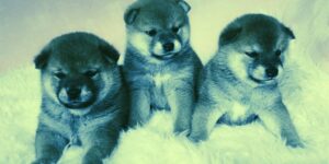Dogecoin، SafeMoon اور SHIB Slip PlatoBlockchain ڈیٹا انٹیلی جنس کے طور پر Meme Coin Pack Baby Doge کے پاس آتا ہے۔ عمودی تلاش۔ عی