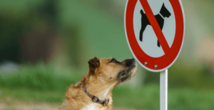 Không được phép mang chó: mua NODOGE ở đâu vì nó tăng gấp 2 lần Trí thông minh dữ liệu PlatoBlockchain. Tìm kiếm dọc. Ái.