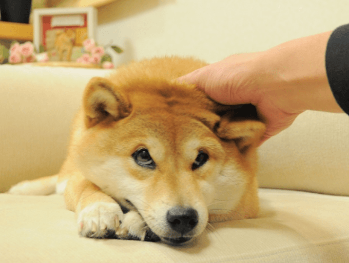 Trist udseende Dogecoin Shiba Inu NFT solgt for $2 millioner PlatoBlockchain Data Intelligence. Lodret søgning. Ai.