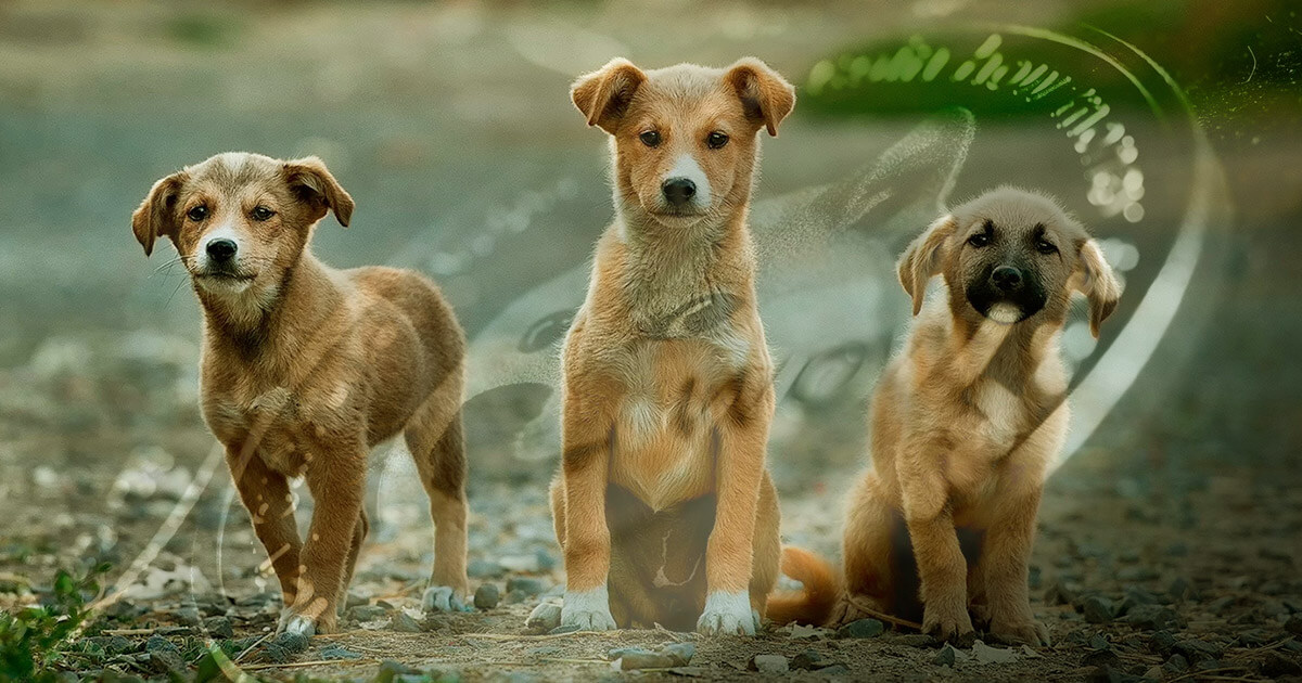 Kampanjen 'Dogenations' vill höja Shiba Inu-inspirerade Dogecoin för hemlösa djur PlatoBlockchain Data Intelligence. Vertikal sökning. Ai.