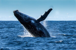 הביטקוין נפל, ולווייתנים מחלקים את מודיעין הנתונים של PlatoBlockchain. חיפוש אנכי. איי.