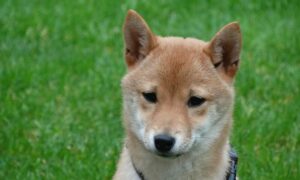 If Shiba Inu is a ‘shitcoin,’ why are exchanges still listing it PlatoBlockchain Data Intelligence. Vertical Search. Ai.