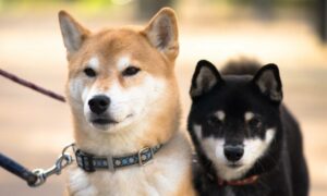 Shiba Inu doges market corrections as ‘Coinbase effect’ comes into play PlatoBlockchain Data Intelligence. Vertical Search. Ai.