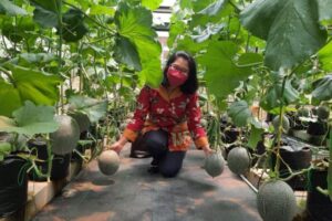 Uniwersytet Brawijaya rozwija oparty na IoT system do uprawy melonów PlatoBlockchain Data Intelligence. Wyszukiwanie pionowe. AI.