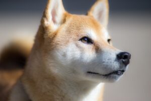 Did ShibaInu ticker rally Coinbase to the top of the US Apple App Store? PlatoBlockchain Data Intelligence. Vertical Search. Ai.