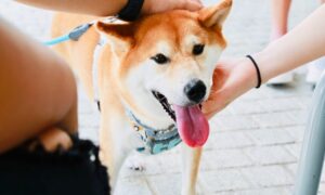 Beginilah cara anak anjing Shiba Inu membantu altcoin ini merebut bola mata PlatoBlockchain Data Intelligence. Pencarian Vertikal. ai.