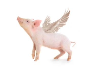 Just look at Axie Infinity. Pigs can Fly in Crypto. GP PlatoBlockchain Data Intelligence. Vertical Search. Ai.