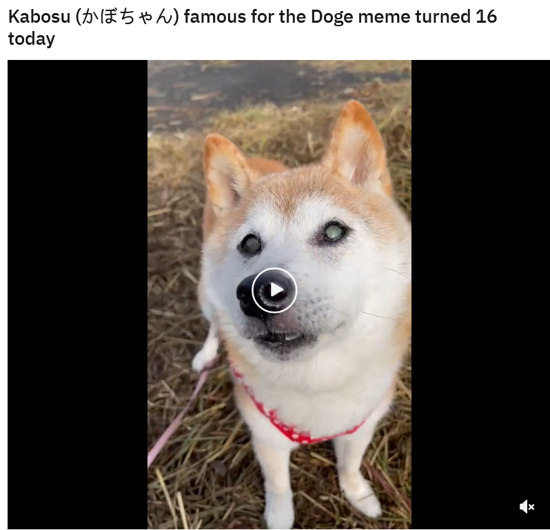 Meme Doge