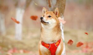什么是“炒作” – Shiba Inu vs. Dogecoin 继续 PlatoBlockchain Data Intelligence。 垂直搜索。 哎。