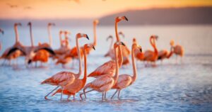 FlamingoDAO NFT -salkun arvostus koskettaa 1 miljardin dollarin PlatoBlockchain Data Intelligenceä. Pystysuuntainen haku. Ai.