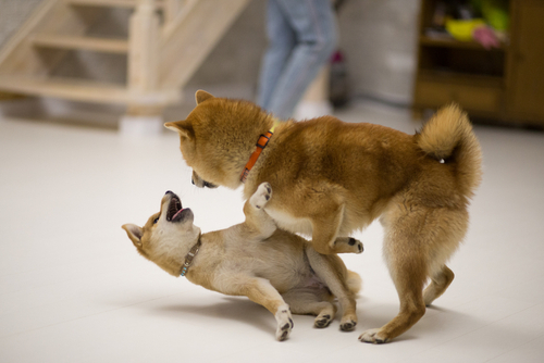 Shiba Inu v Dogecoin: SHIB stands better prospects – Here’s why chat rooms PlatoBlockchain Data Intelligence. Vertical Search. Ai.