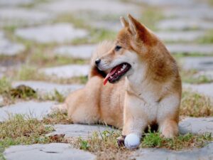 Shiba Tron: Why you need to be wary of the latest puppy in the market PlatoBlockchain Data Intelligence. Vertical Search. Ai.