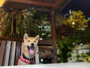 There might be a highly bullish case for Shiba Inu [SHIB] if and only if… PlatoBlockchain Data Intelligence. Vertical Search. Ai.