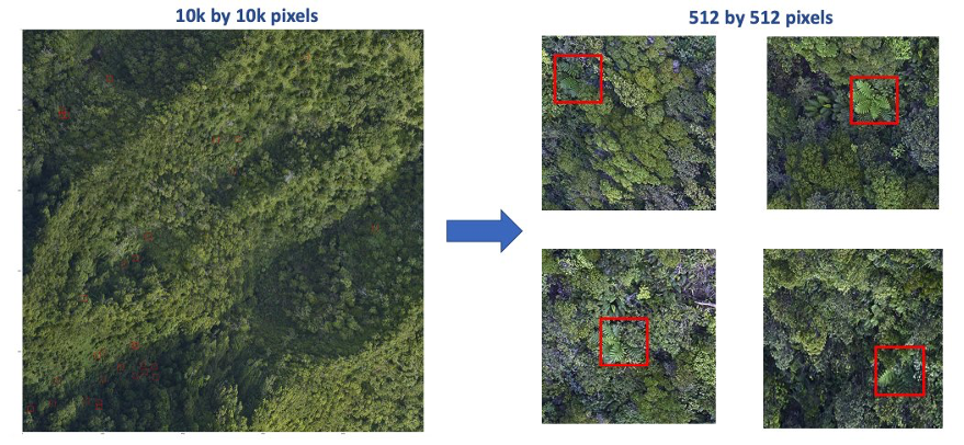 ML automatizat, scalabil și eficient din punct de vedere al costurilor pe AWS: Detectarea ferigilor arborescente australiene invazive în pădurile hawaiene PlatoBlockchain Data Intelligence. Căutare verticală. Ai.
