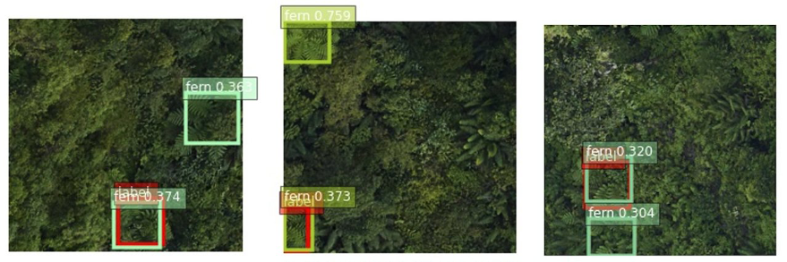 AWS 上的自动化、可扩展且经济高效的 ML：检测夏威夷森林中的入侵澳大利亚树蕨 PlatoBlockchain Data Intelligence。 垂直搜索。 哎。