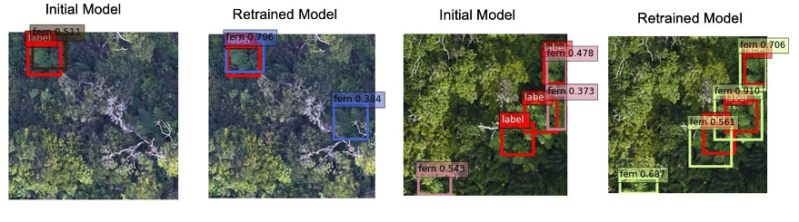 Automated, scalable, and cost-effective ML on AWS: Detecting invasive Australian tree ferns in Hawaiian forests university of cambridge PlatoBlockchain Data Intelligence. Vertical Search. Ai.