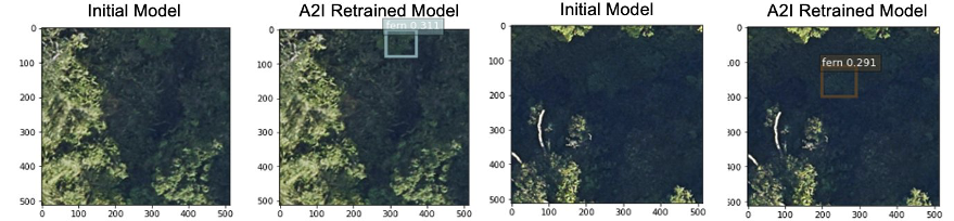 Automated, scalable, and cost-effective ML on AWS: Detecting invasive Australian tree ferns in Hawaiian forests university of cambridge PlatoBlockchain Data Intelligence. Vertical Search. Ai.