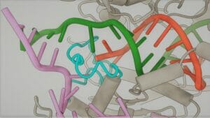 Uudelleen suunniteltu CRISPR-geenien muokkaustyökalu on 4,000 XNUMX kertaa vähemmän virhealtista PlatoBlockchain-tietoälyä. Pystysuuntainen haku. Ai.