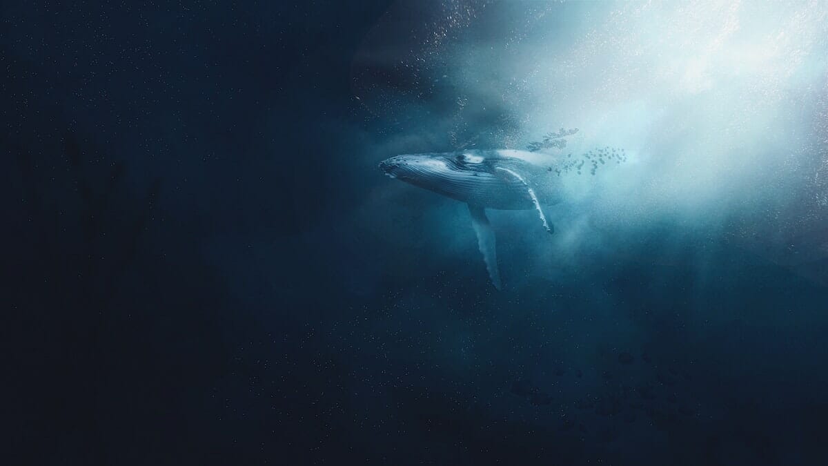 Shiba Inu，而不是 FTT——为什么以太坊鲸鱼有了新的“最爱”PlatoBlockchain 数据智能。垂直搜索。人工智能。
