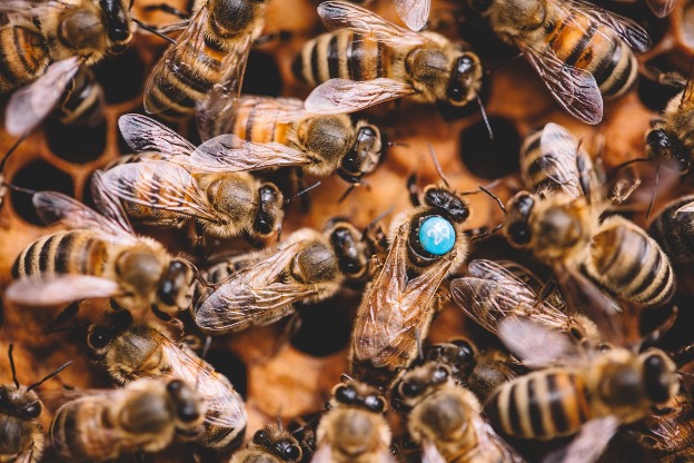 медоносних бджіл