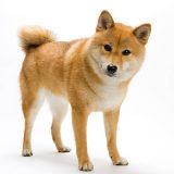 What is Shiba Inu Used For? Cryptonews PlatoBlockchain Data Intelligence. Vertical Search. Ai.