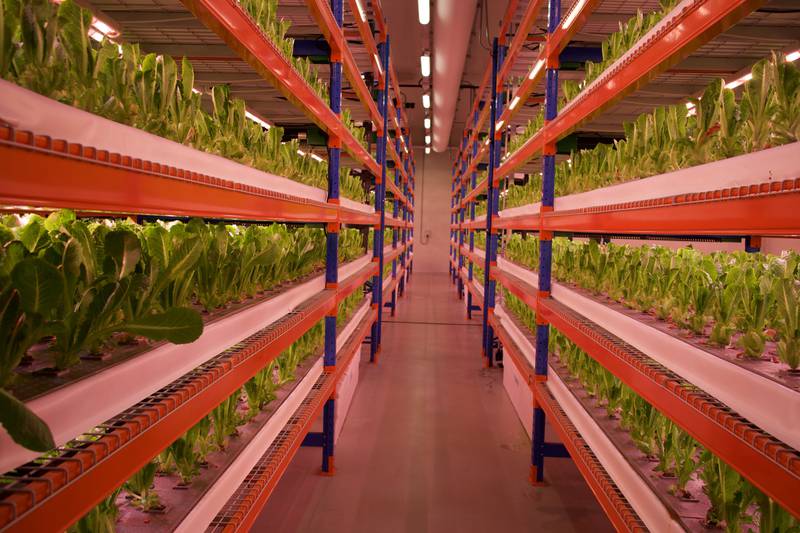 The World’s Biggest Vertical Farm Just Opened in Dubai Future of Food PlatoBlockchain Data Intelligence. Vertical Search. Ai.