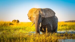 Elephant genes could hold the key to avoiding cancers, study PlatoBlockchain Data Intelligence. Vertical Search. Ai.