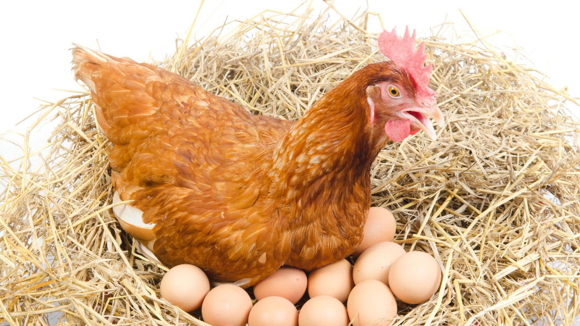 Científicos produjeron anticuerpos contra el COVID-19 en huevos de gallina PlatoBlockchain Data Intelligence. Búsqueda vertical. Ai.