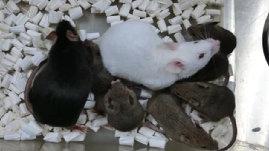 वैज्ञानिकों ने फ्रीज-ड्राई स्किन सेल्स से चूहों का क्लोन बनाया, बायोप्रेजर्वेशन प्लेटोब्लॉकचैन डेटा इंटेलिजेंस का द्वार खोल दिया। लंबवत खोज। ऐ.