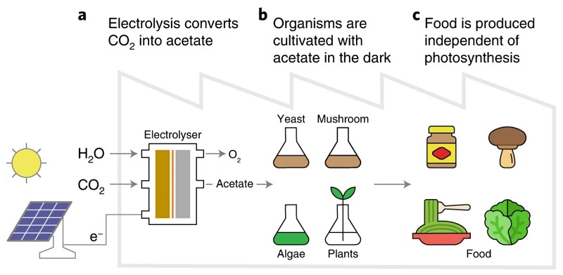 Nova metoda umetne fotosinteze prideluje hrano brez sonca PlatoBlockchain Data Intelligence. Navpično iskanje. Ai.