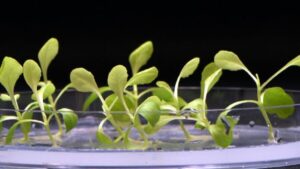 New Artificial Photosynthesis Method Grows Food With No Sunshine PlatoBlockchain Data Intelligence. Vertical Search. Ai.