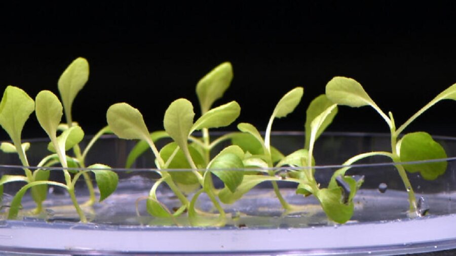 Ny kunstig fotosyntesemetode dyrker mat uten solskinn PlatoBlockchain-dataintelligens. Vertikalt søk. Ai.