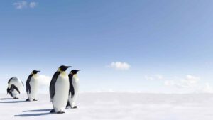 Як пінгвіни стають океанічними птахами? PlatoBlockchain Data Intelligence. Вертикальний пошук. Ai.