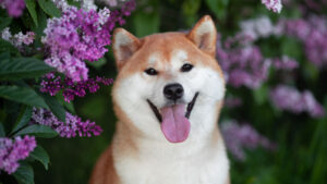 Meme Stocks are Back — And They’ve Brought Dogecoin and Shiba Inu PlatoBlockchain Data Intelligence. Vertical Search. Ai.