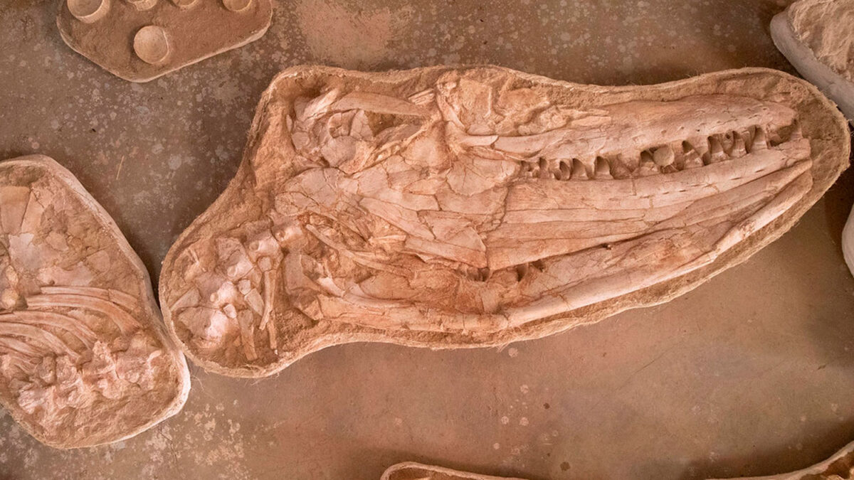 Tutkijat löysivät Marokon PlatoBlockchain Data Intelligencen valtavan mosasauruksen fossiileja. Pystysuuntainen haku. Ai.