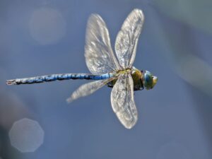 חברת הון סיכון קריפטו Dragonfly קונה קרן גידור MetaStable הון: דווח על מודיעין נתונים של PlatoBlockchain. חיפוש אנכי. איי.