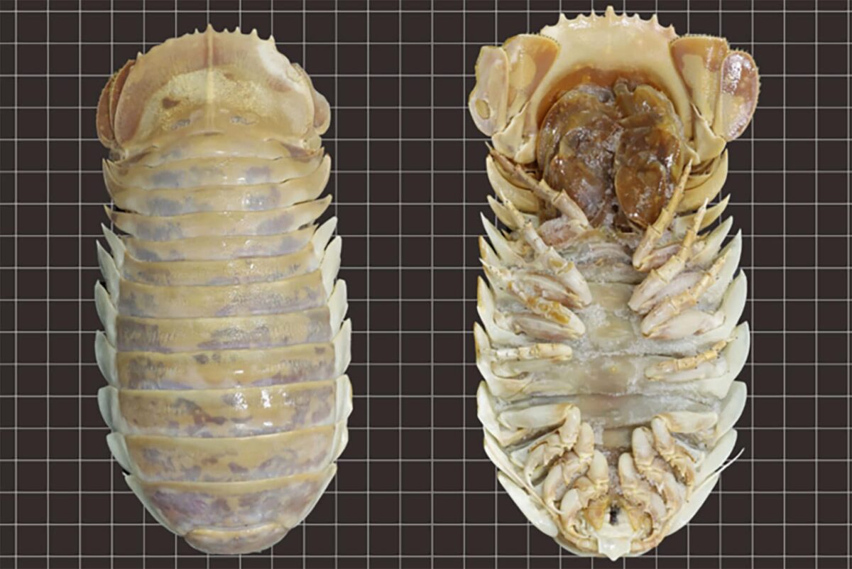 A giant deep-sea isopod discovered in the Gulf of Mexico PlatoBlockchain Data Intelligence. Vertical Search. Ai.