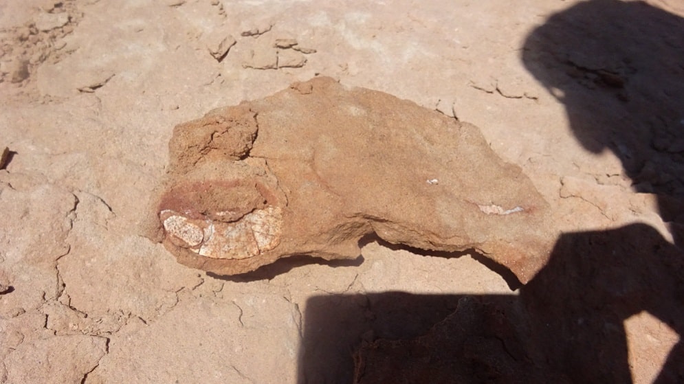 Fossilisert fragment av dermale bein