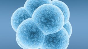 Dünyanın sperm olmadan oluşturulan ilk sentetik embriyosu PlatoBlockchain Veri Zekası. Dikey Arama. Ai.