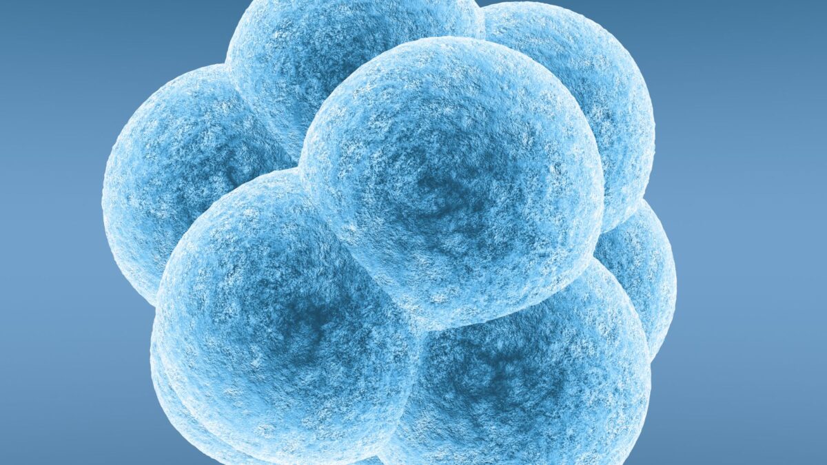 A világ első szintetikus embriója, amelyet sperma nélkül hoztak létre PlatoBlockchain Data Intelligence. Függőleges keresés. Ai.