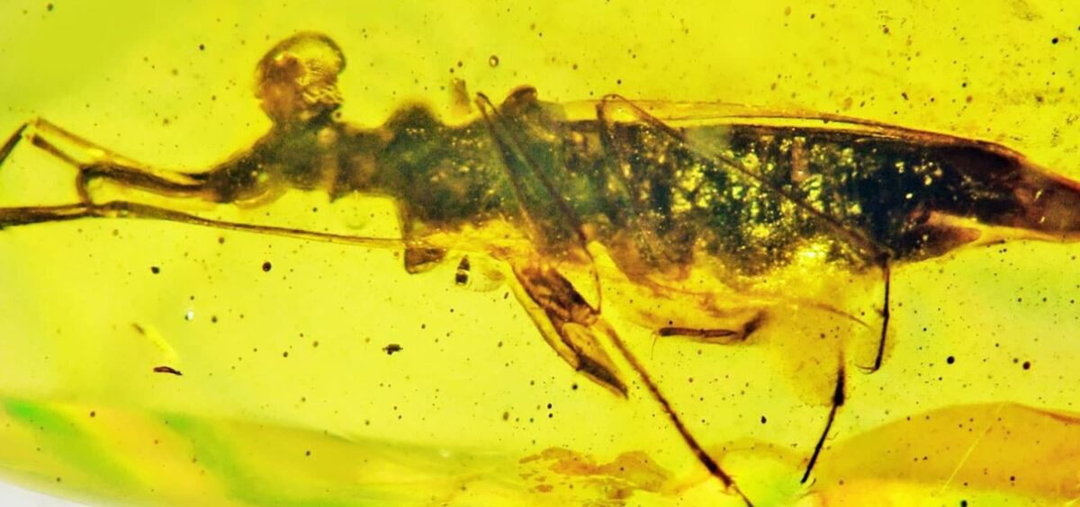 Wetenschappers hebben een fossiel insect met uitpuilende ogen geïdentificeerd PlatoBlockchain Data Intelligence. Verticaal zoeken. Ai.