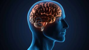 چه چیزی مغز انسان را متفاوت می کند؟ هوش داده PlatoBlockchain. جستجوی عمودی Ai.